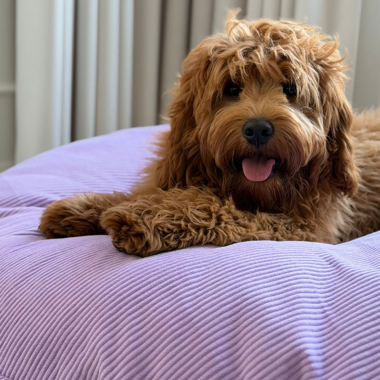 Ingolf Hundekurven Lilla Mellem Fløjl