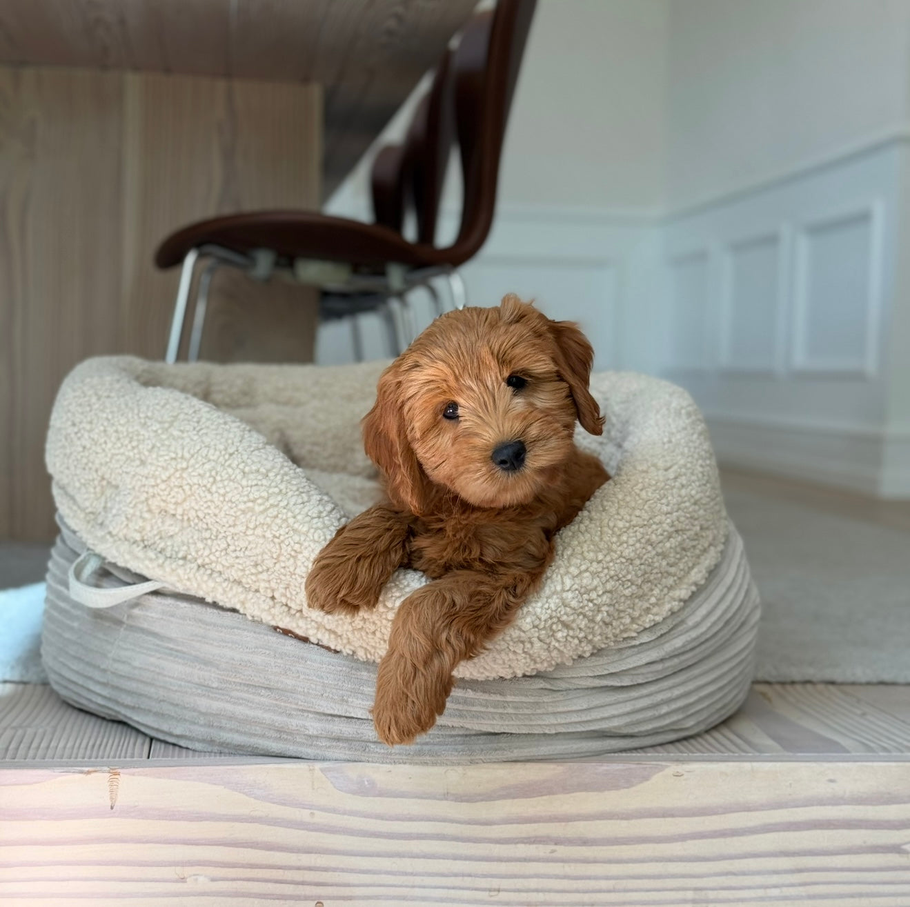 Hanna Hundekurven Sherpa Fleece   Bred Fløjl